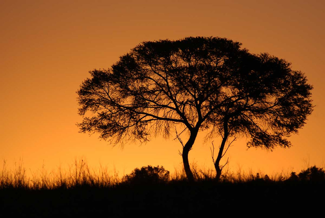 L'Arbre de Karité : Un Trésor d'Afrique