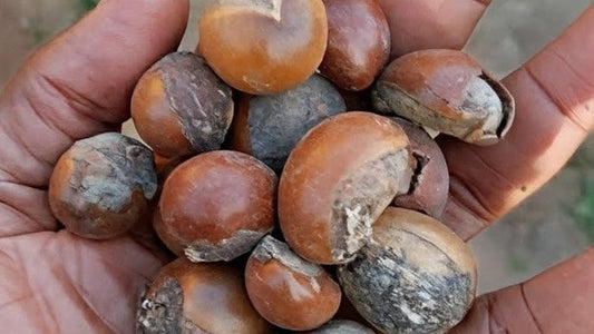 Un voyage authentique du fruit à la peau