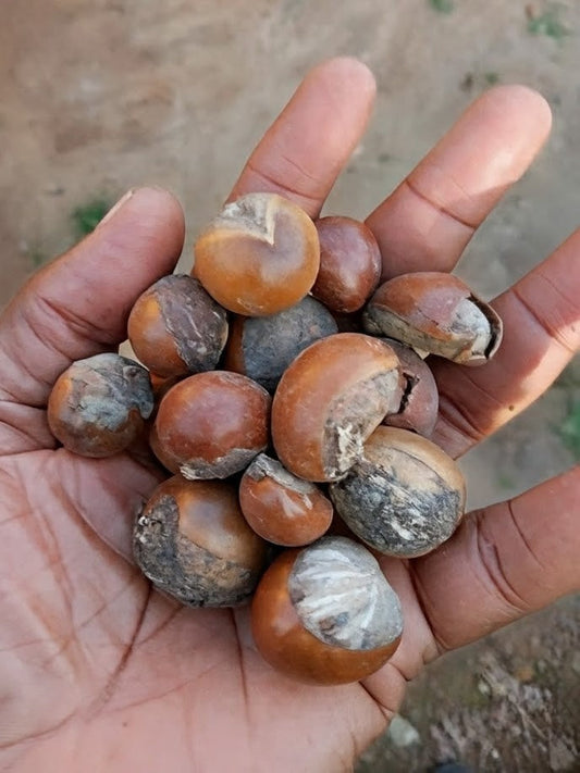 Un voyage authentique du fruit à la peau