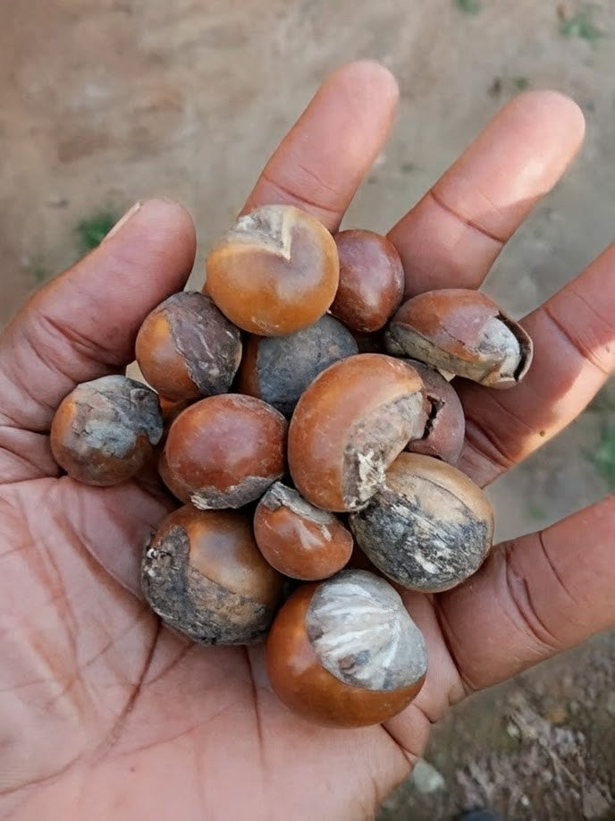 Un Voyage Authentique du Fruit à la Peau